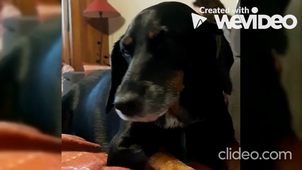 Laravel_Architectures_Web_CHAIBAINOU_DIENNET_OLIVERO_PARRILLA