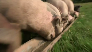 S6 com - 19. Scotland independence.mp4